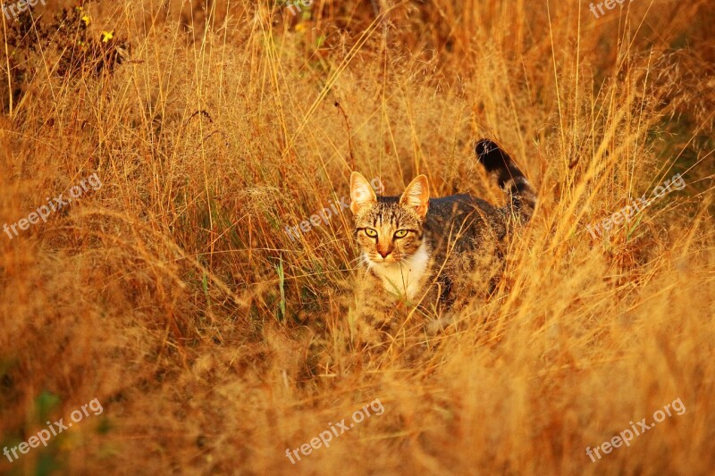 Cat Kitten Mieze Mackerel Tiger Cat