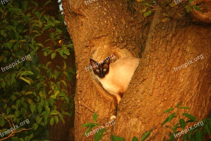 Cat Mieze Kitten Tree Branch