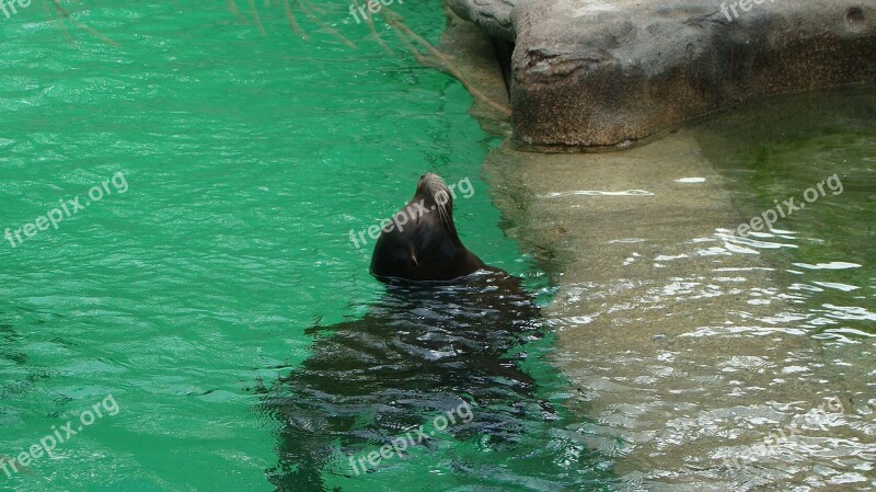 Seal Sea ​​lion Mammal Wild Animal