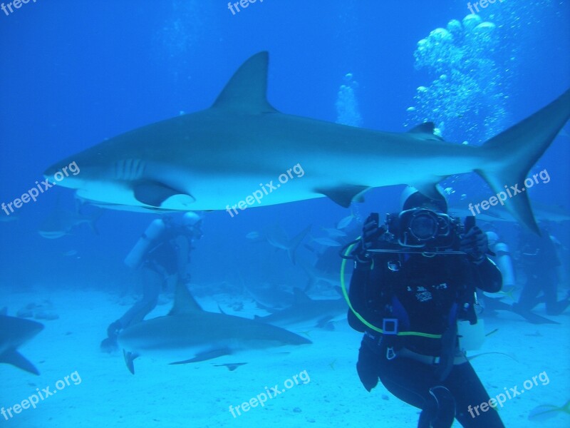 Diving Dive Nassau Bahamas Free Photos