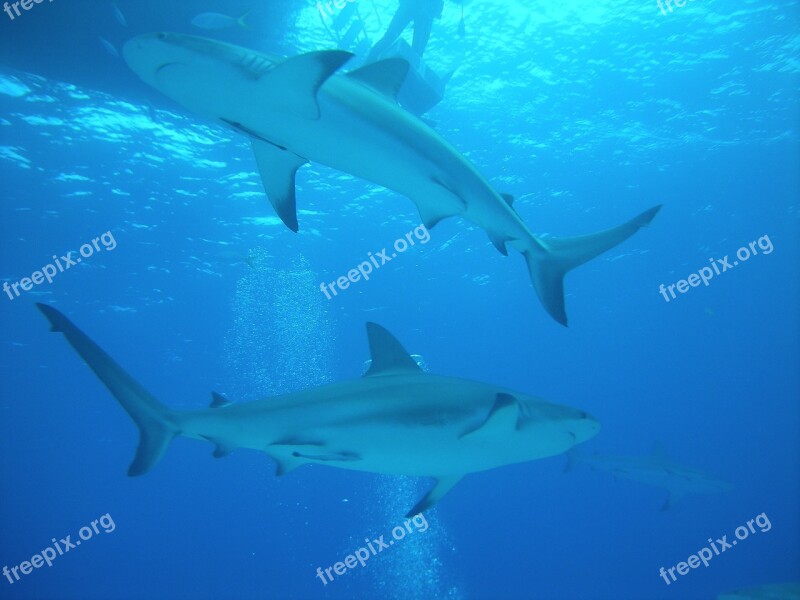 Diving Dive Nassau Bahamas Free Photos