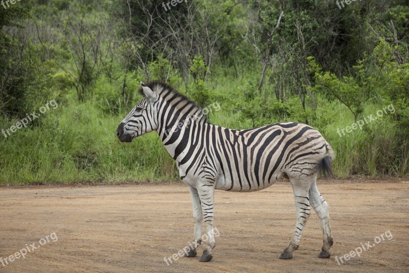 Africa Landscape Wild Travel Nature