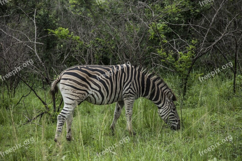 Africa Landscape Wild Travel Nature