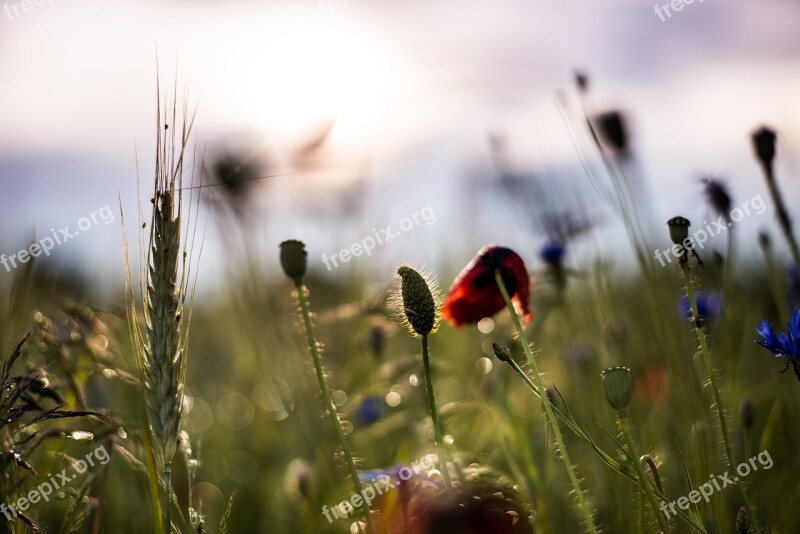 Dew Poppy Spring Meadow Flower Nature