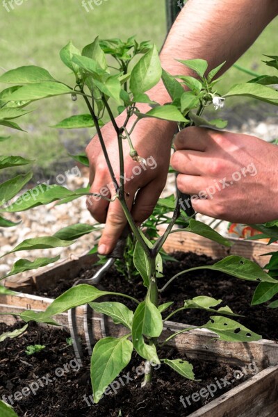 Gardener Labor Work Plating A Pepper Digging Fork Hard Work