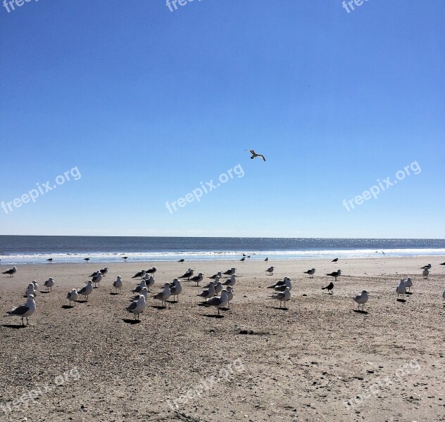 Ocean Seagulls Beach Water Sea