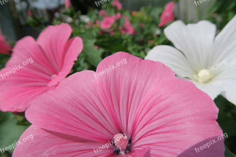 Flower Pink Flowers Summer Garden Flower