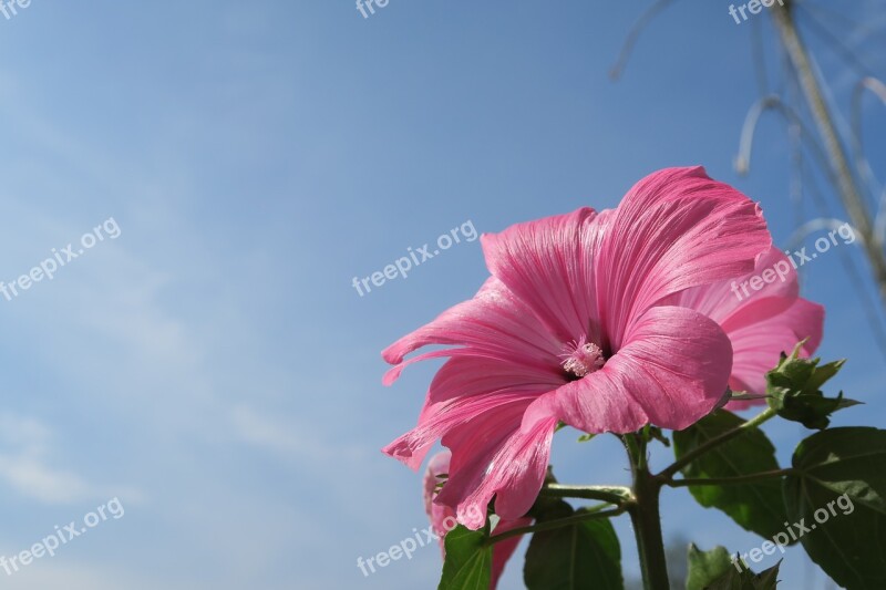 Flower Sky Pink Flowers Summer