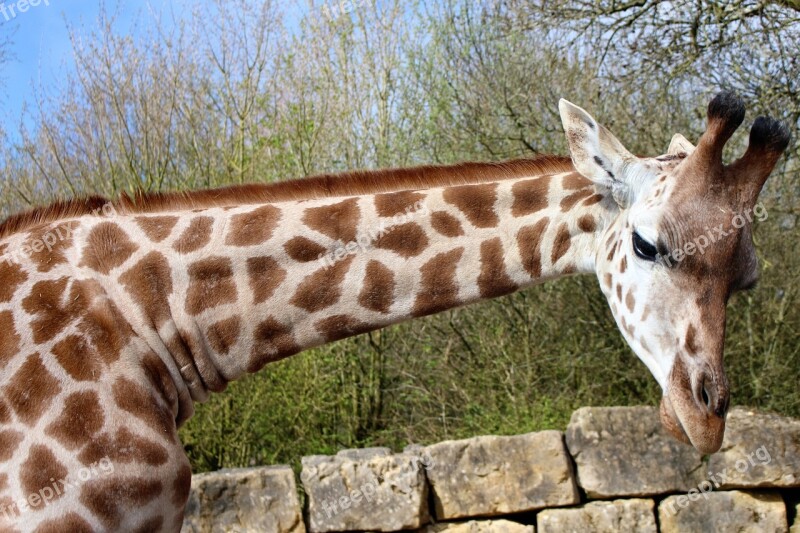 Giraffe Long Neck Animal Africa Nature