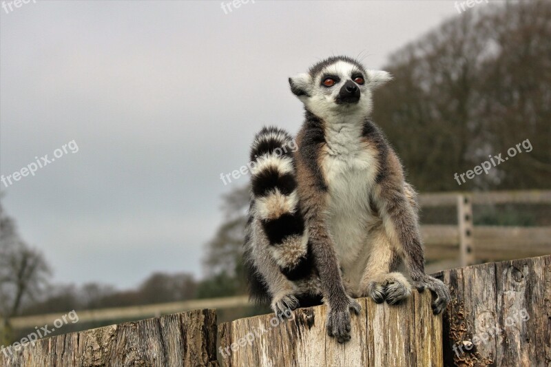 Lemur Ring-tailed Primate Animal Wild