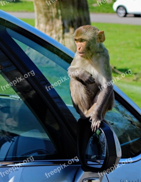 Rhesus Monkey Monkey Funny Rhesus Mammal