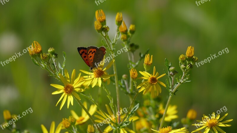 Butterfly Flowers Yellow Flower And Butterfly Summer