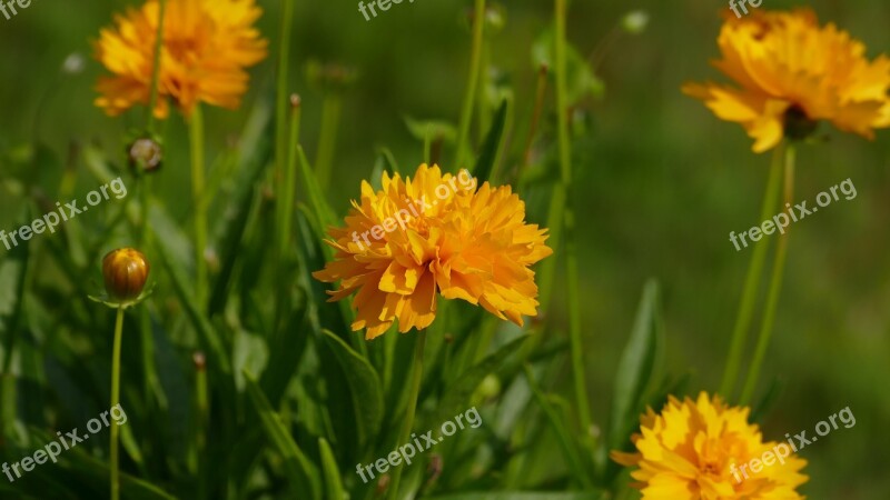 Flower Yellow Carnation Yellow Flowers Public Record