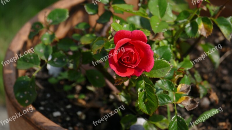 Rose Flowerpot Country House Style Still Life Shell