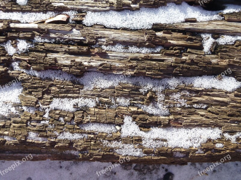 Wood Texture Oak Bark Snow