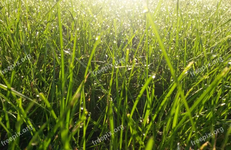 Grass Garden Nature Meadow Green