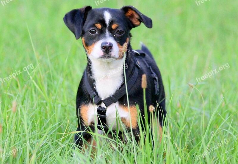 Dog Meadow Dog On Meadow Sweet Attentive Dog