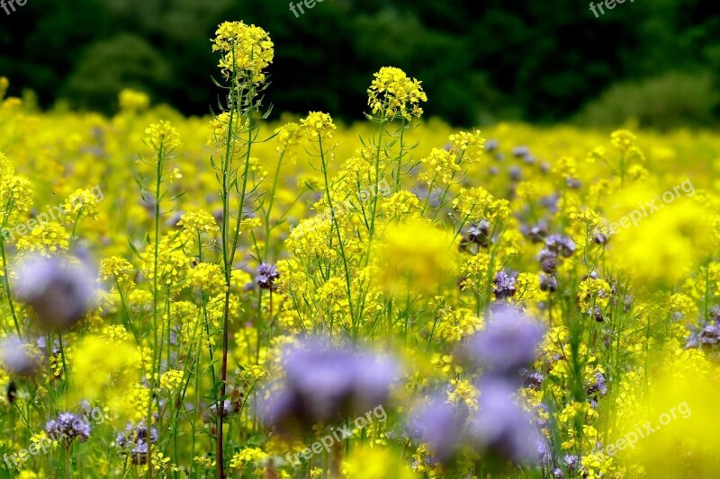 Flower Meadow Summer Nature Flowers Meadow