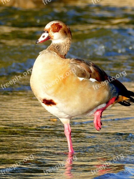 Goose Bird Water Bird Nature Animal