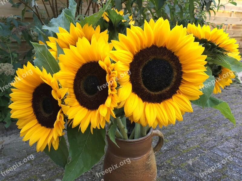 Yellow Flowers Flower Yellow Flower Sunflower