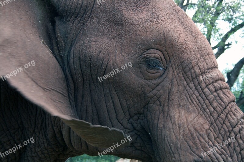 African Elephant Eye Ear Animal Mammal