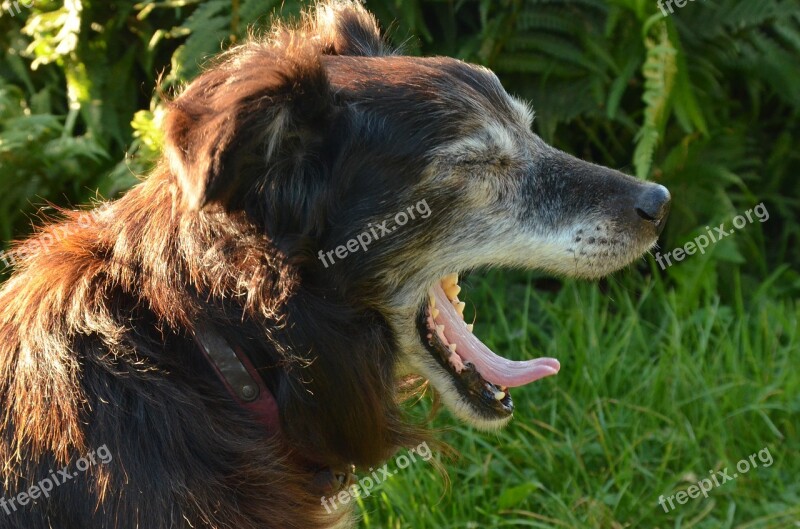 Gaap Yawn Dog Pet Old