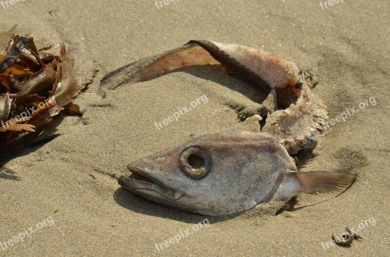 Fish Death Perish Head Fish Head