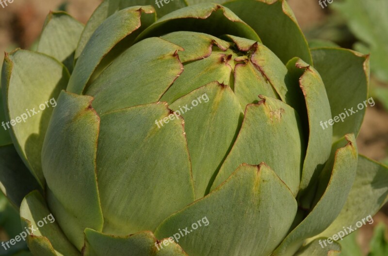 Artichoke Vegetable Sheet Petal Agricultural