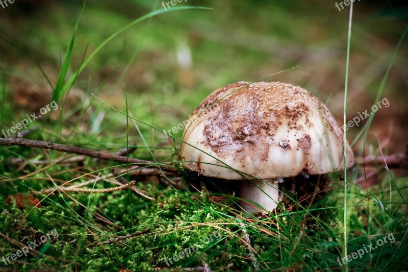 Nature Mushroom Forest Autumn Leaves