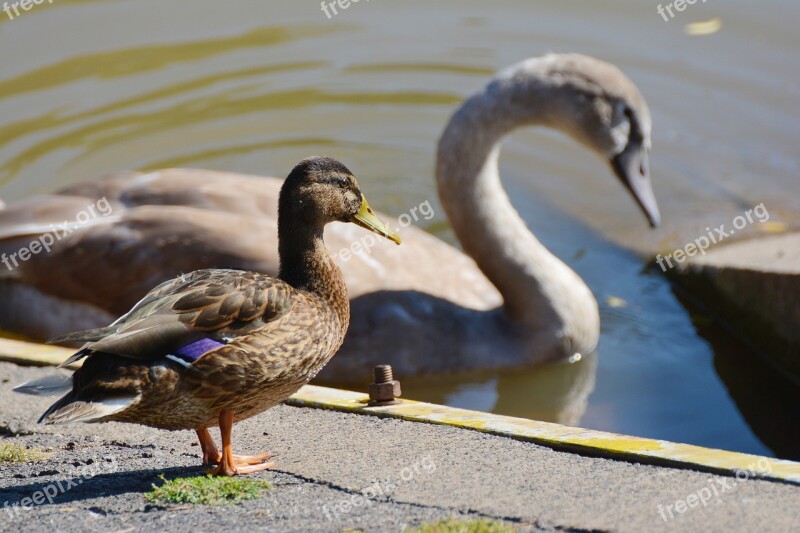 Duck Mallard Swan Water Water Bird