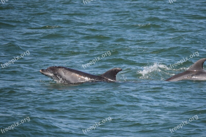 Dolphins Sea Sims Bottlenose Dolphin Play