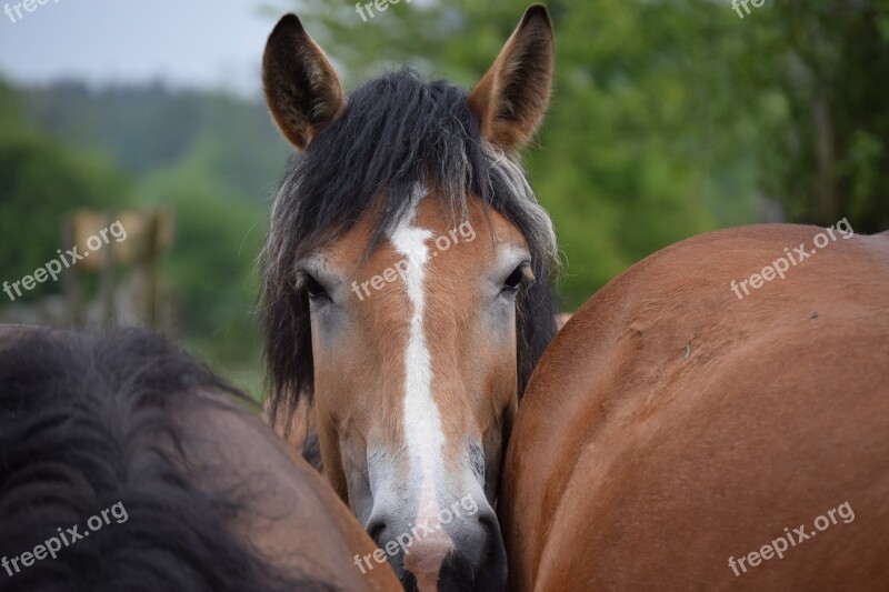 Horse Curious Tight Free Photos