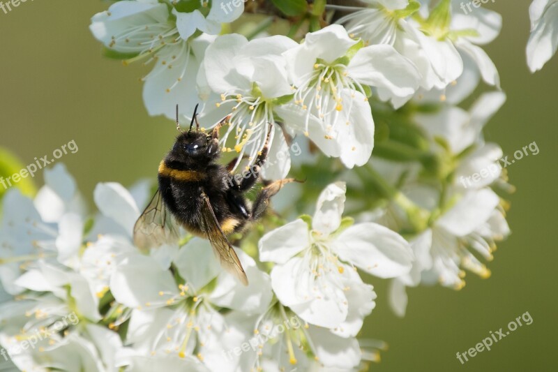 Bumblebee Fruit Trees Spring Sunny Free Photos