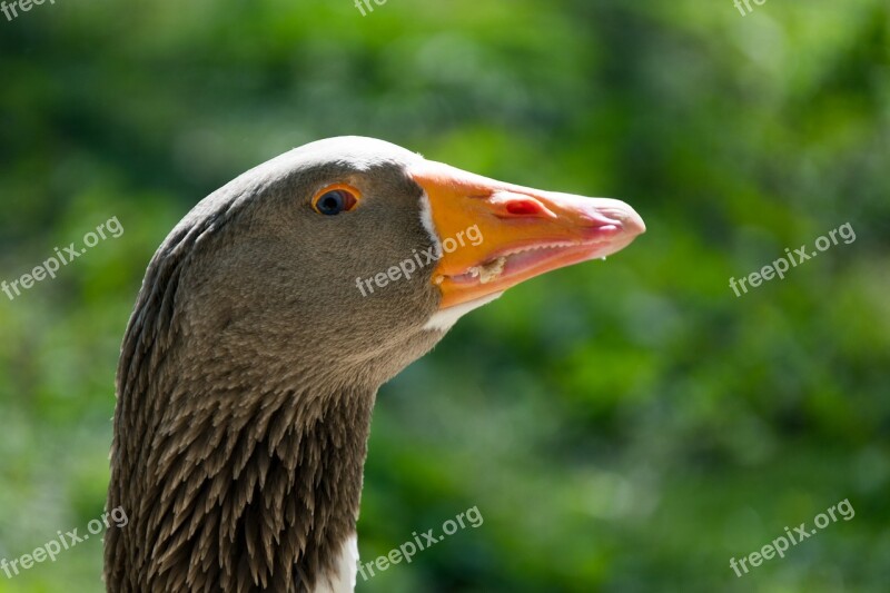 Goose Eye Vigilant Bird Free Photos