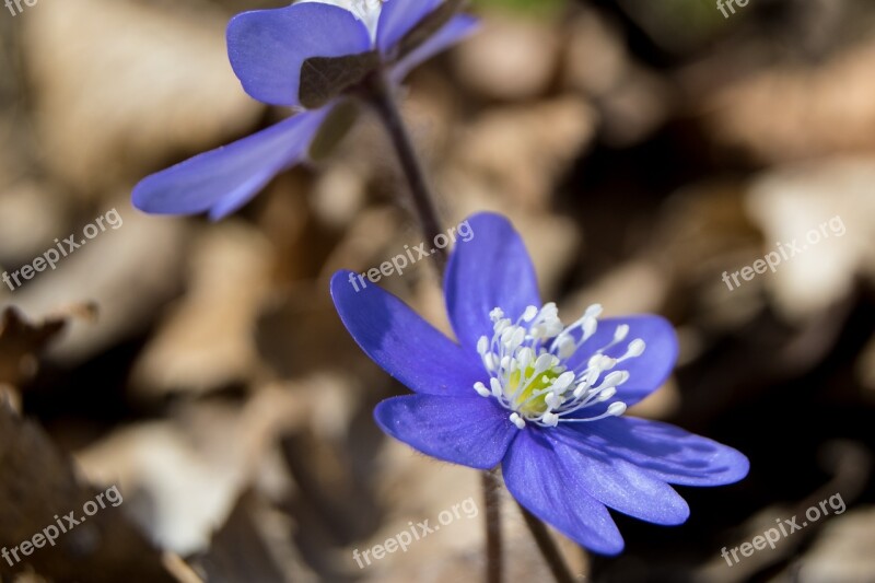 Blue Anemone Spring Liverwort Plant Blue