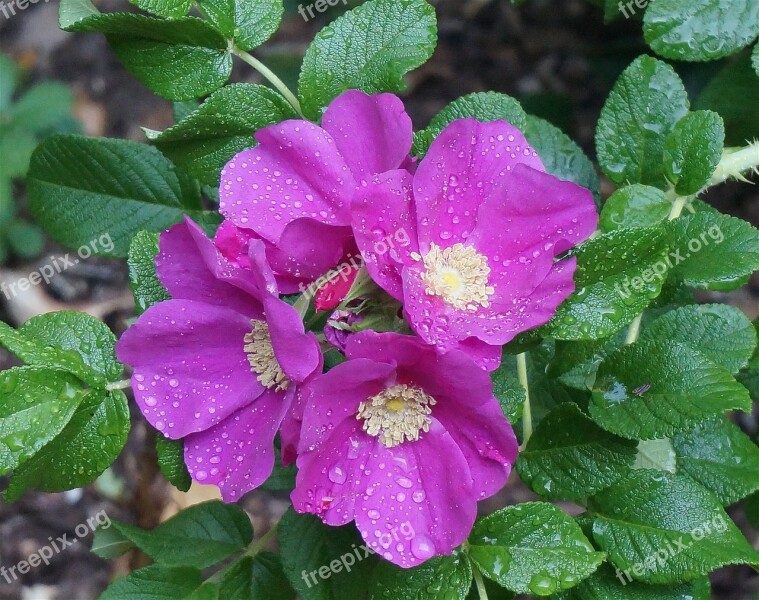 Rose Rugosa Rose Rain-wet Buds Flower