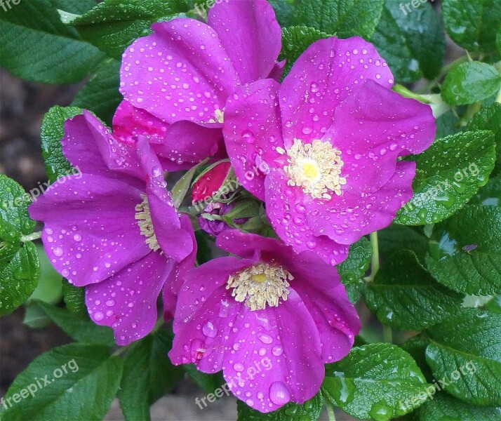 Rose Rugosa Rose Rain-wet Buds Flower