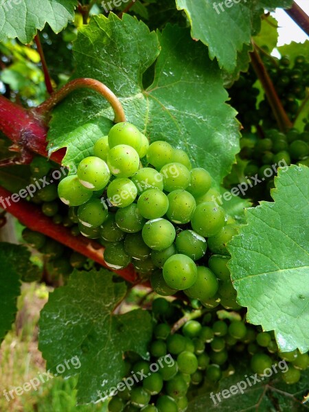 Grapes Gold Fruit Green Grapes Winegrowing