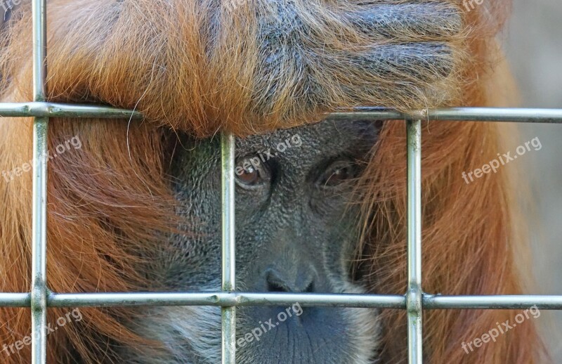 Orang Utan Ape Primate Old World Monkey Tree Climbers