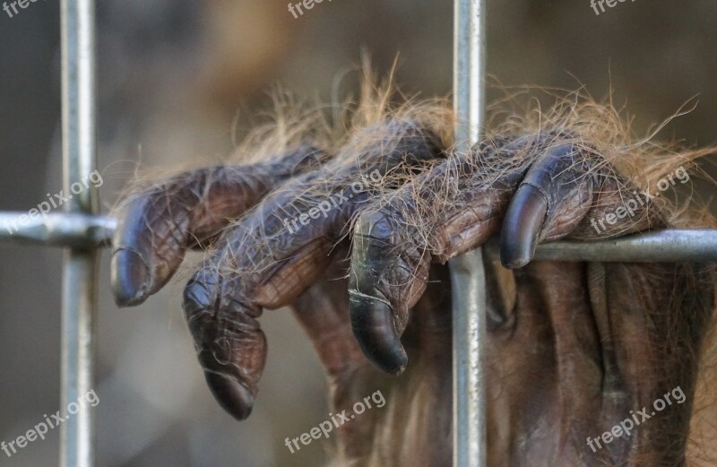 Orang Utan Ape Primate Tree Climbers Old World Monkey