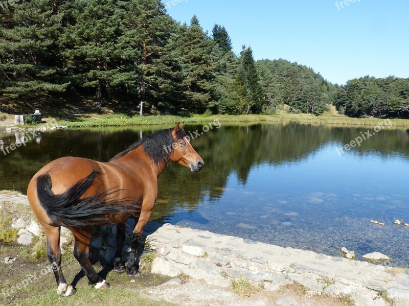 Horse Bassa D'oles Val D'aran Lake Pyrenee Catalunya