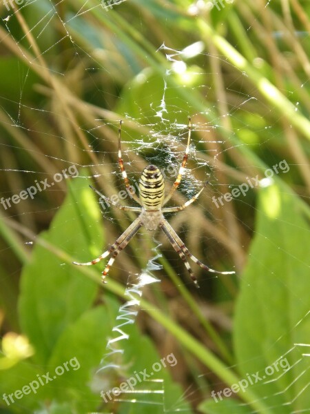 Spider Tiger Wasp Spider Argiope Bruennichi Web Free Photos