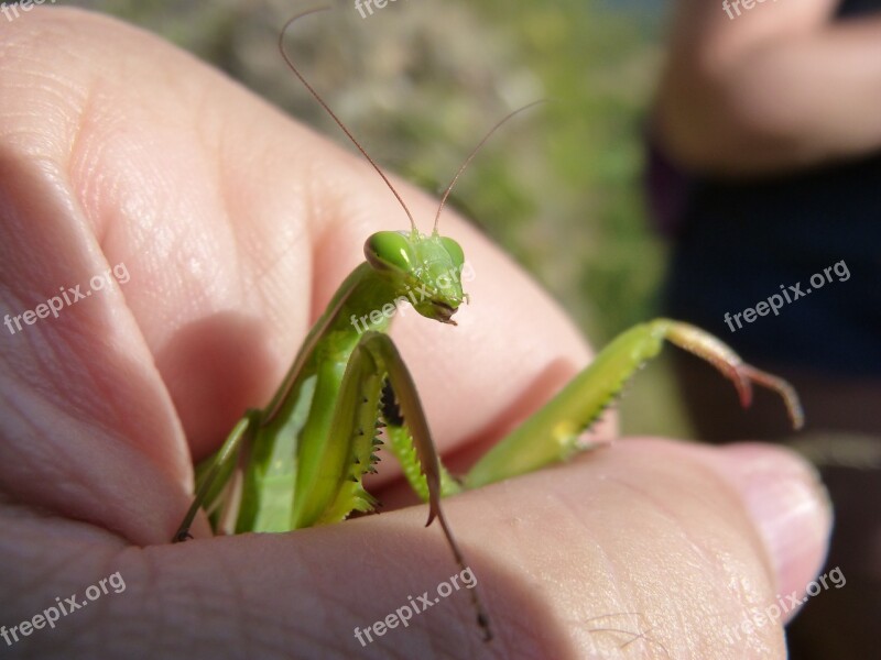 Mantis Religiosa Mantis Hand Trapped Insect