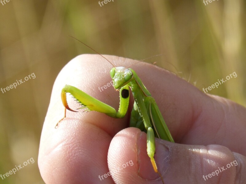 Mantis Religiosa Mantis Hand Trapped Insect