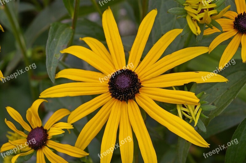 Coneflower Shrub Yellow Coneflower Sunny Yellow