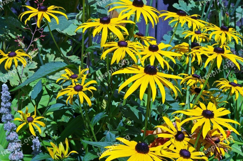 Coneflower Shrub Yellow Coneflower Sunny Yellow