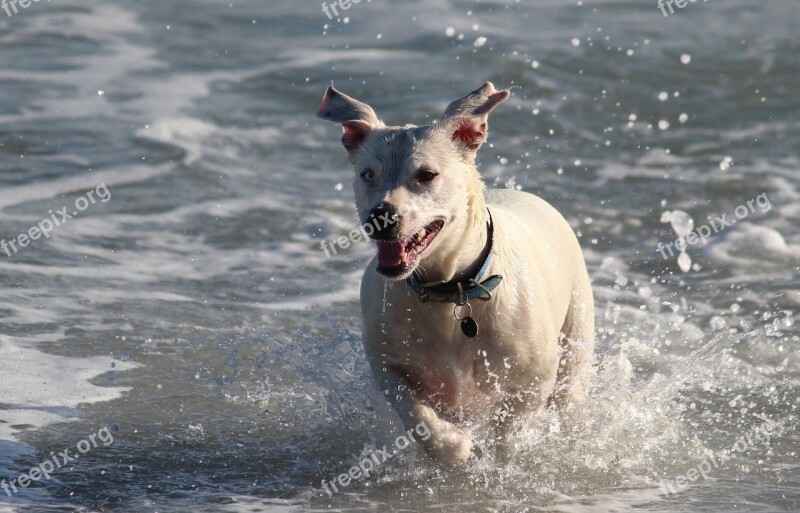 Dog Water Sea Wave Beach