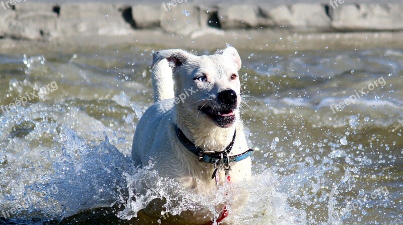 Dog Water Sea Beach Fun