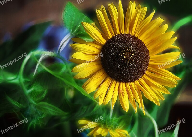 Sunflowers Flowers Yellow Flowers Large Flowers Summer