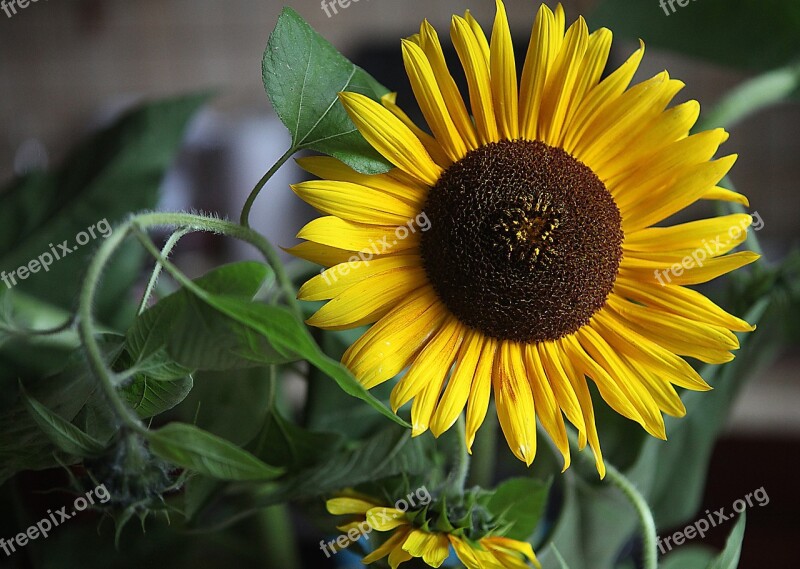 Sunflowers Flowers Yellow Flowers Large Flowers Summer